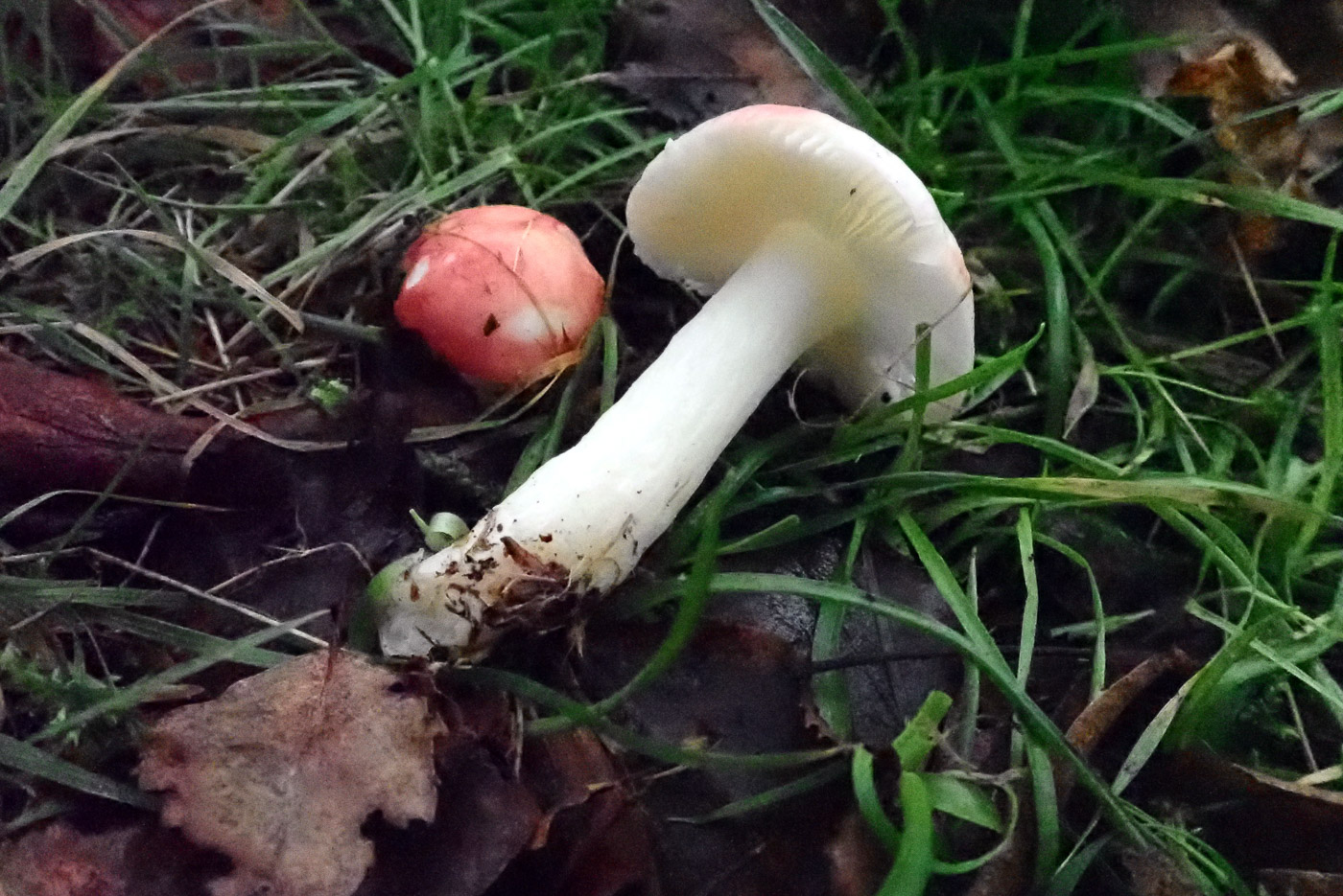 Photo by Penny Cullington Russula betularum by Penny Cullington